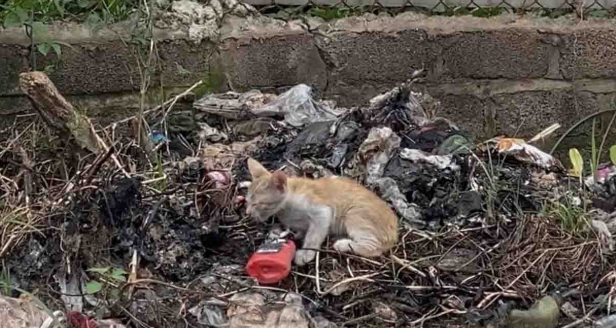 Starving and Alone: Abandoned Dog Survives 7 Days in a Landfill