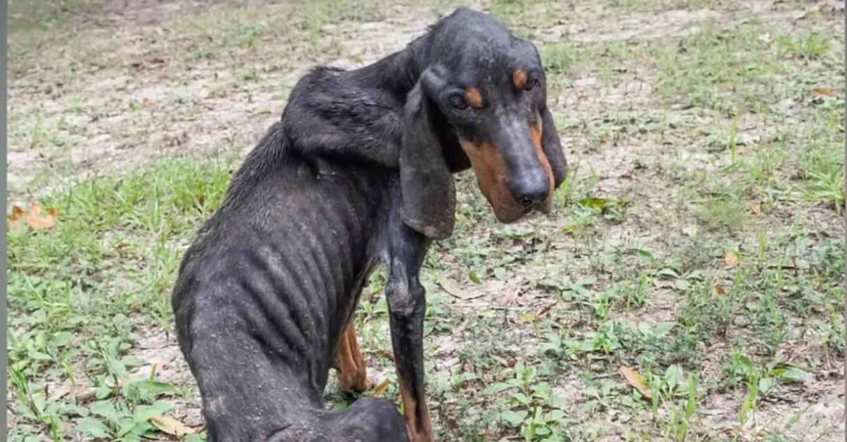 From Starving to Thriving: Nora's Miraculous Recovery and Unbreakable Motherly Love