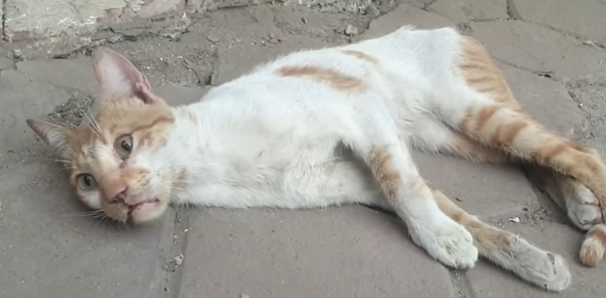 A Cat Was Beaten and Paralyzed, Its Eyes the Only Thing Left to Move. This Heartbreaking Story Will Bring You to Tears!