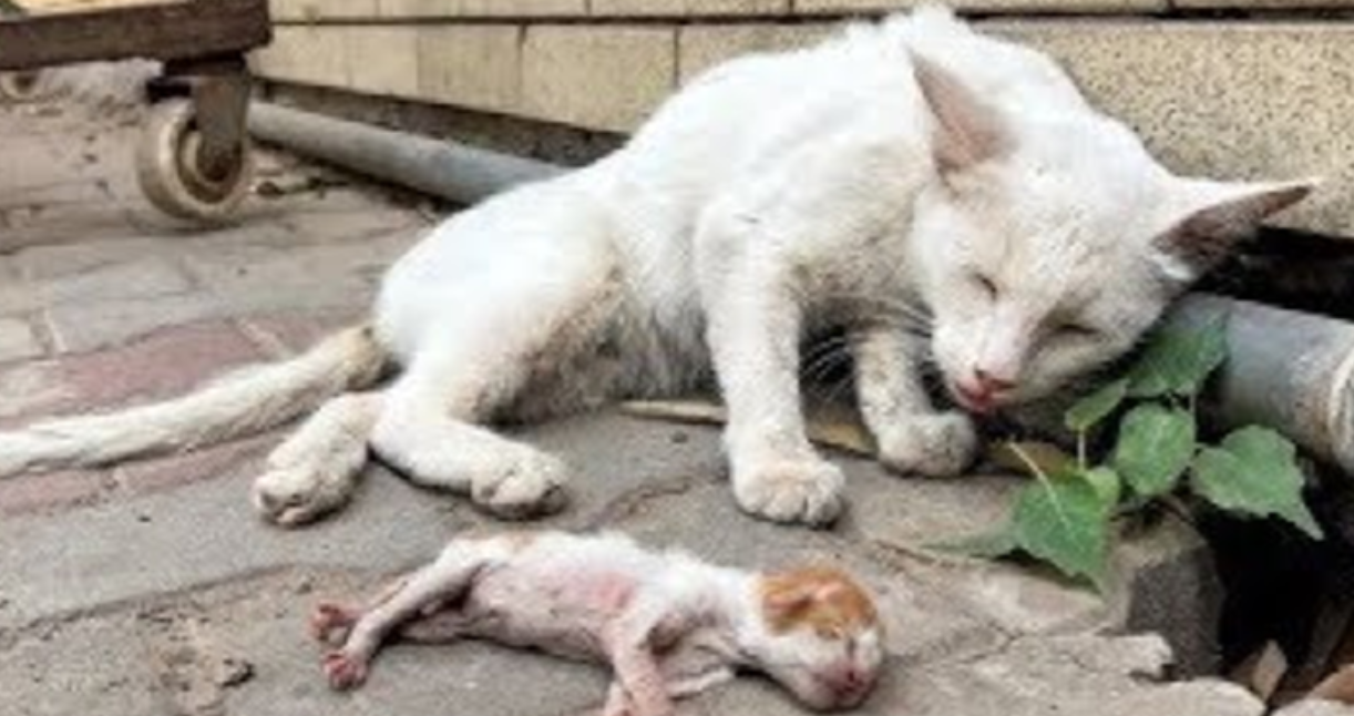 A Mother Cat's Eyes Filled with Tears, Fearing Someone Might Steal Her Kitten. A Heart-Wrenching Moment!