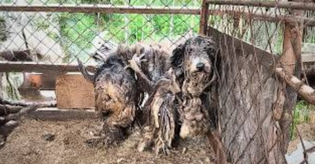Chained and Left to Suffer for Four Years, This Dog Remained Motionless Until Help Finally Arrived. A Heartbreaking Rescue Story!