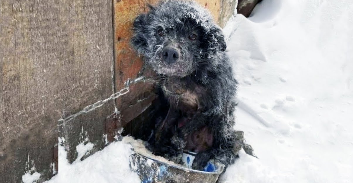 He Shivered in the Snow from the Cold While His Owners Warmed Themselves by the Fireplace. This Shocking Story Will Break Your Heart!