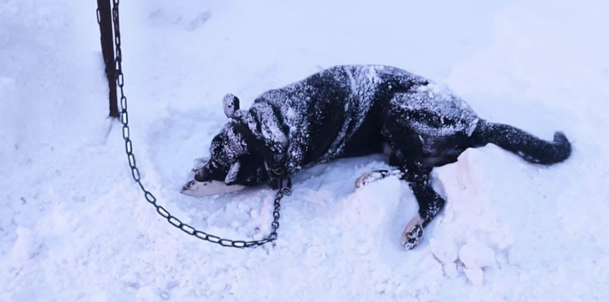 Despite His Dog Begging for Release, the Owner Ignored His Trembling Pet with Four Bullets. A Tragic and Heartbreaking Story!