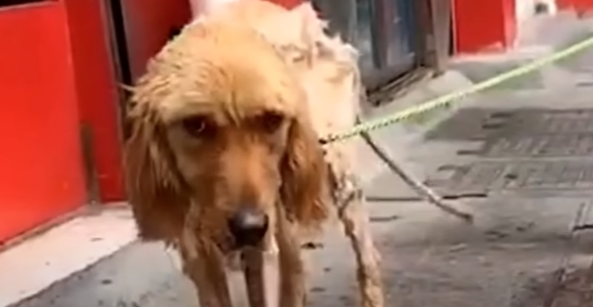 Heartless Children Cut Off All the Fur of This Poor Puppy and Tied It to a Roadside Fire Extinguisher. A Horrific Act of Cruelty!