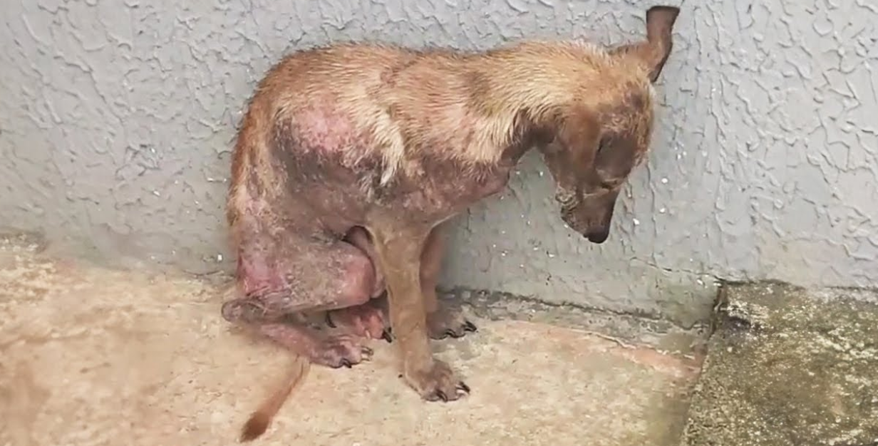Terrified, She Crouched Against the Wall, Begging Her Owner Not to Leave Her Behind. A Heartbreaking Plea!