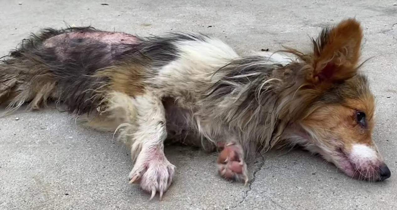 Dog Stabbed 8 Times Finds a Home, But Sadly, His Time Is Running Out