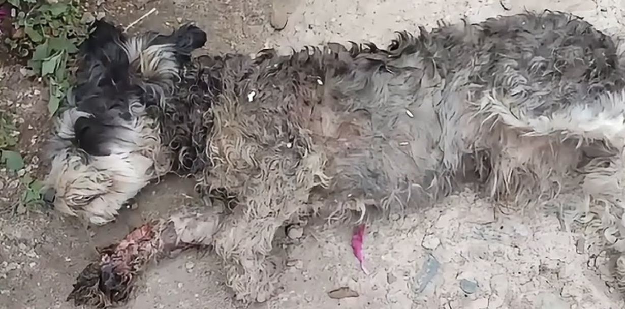Can This Seriously Injured Schnauzer Survive After Being Left Alone in a Remote Field for Days?