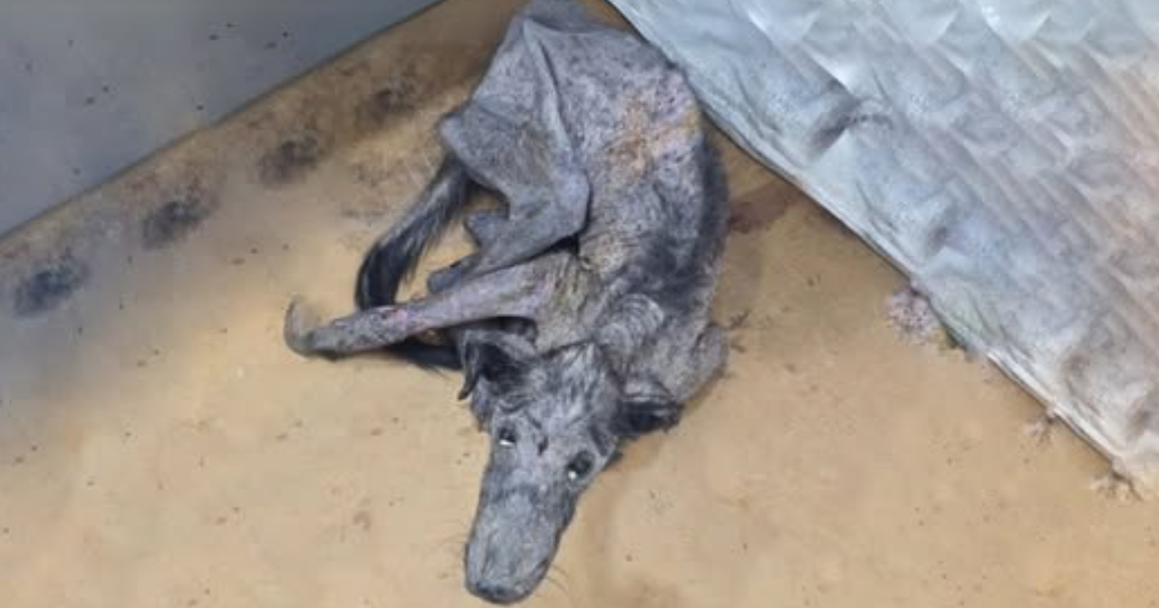 From Abandoned and Starving to a Handsome Prince: Kenzo's Incredible Journey of Healing and Transformation