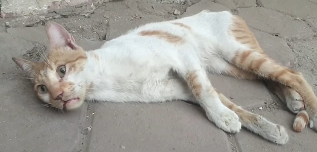 A Cat Beaten and Paralyzed, Unable to Move Except for Its Eyes—A Heartbreaking Story