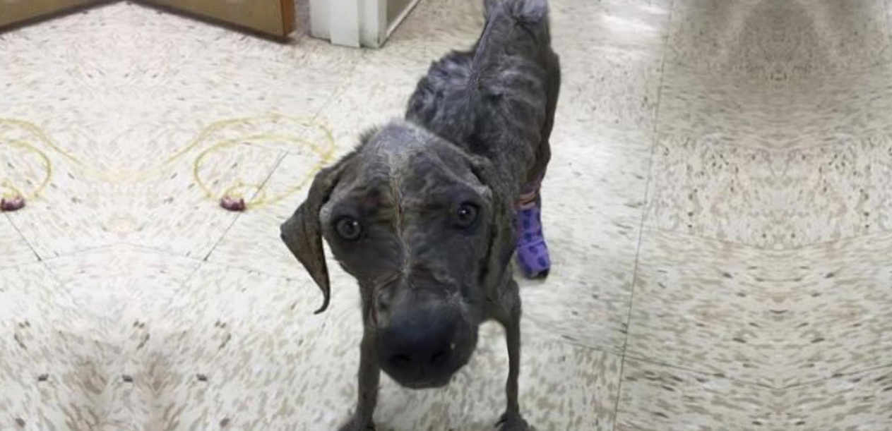 She Was a Fragile, Suffering Puppy with No Hope—But Now She's Thriving Against All Odds!
