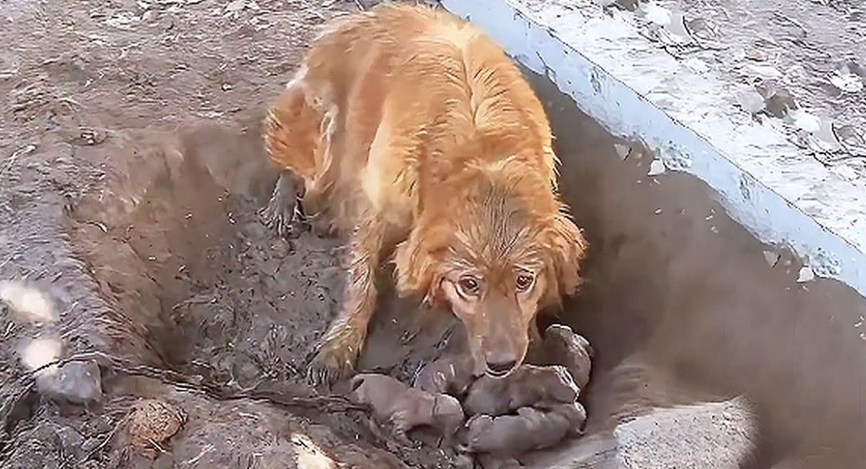 A Chained Mother Dog Gives Birth in a Mud Pit, Her Puppies Covered in Mud and Struggling to Survive