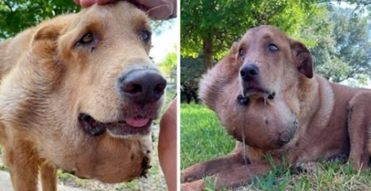 Loyal Dog Endured a Massive Tumor for 6 Years—Because His Owners Refused to Help