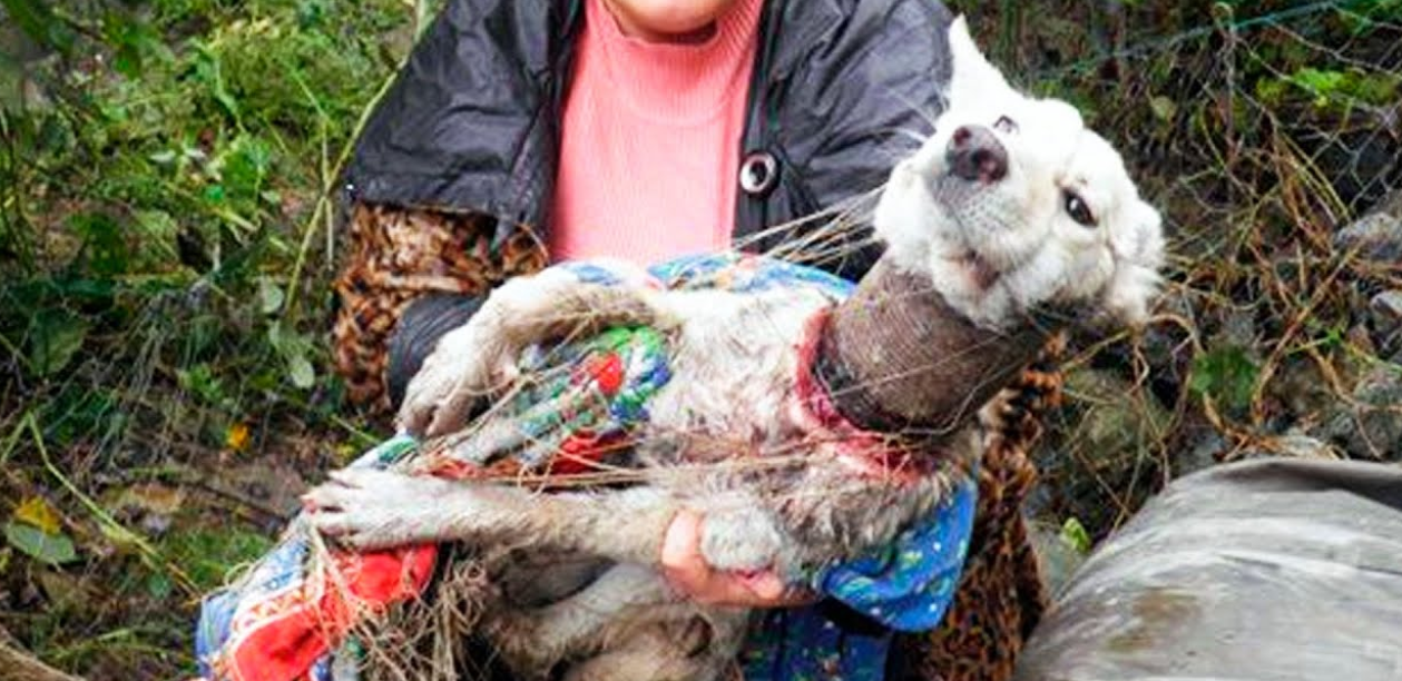 An Iron Can Became Her Collar—People Were Shocked!