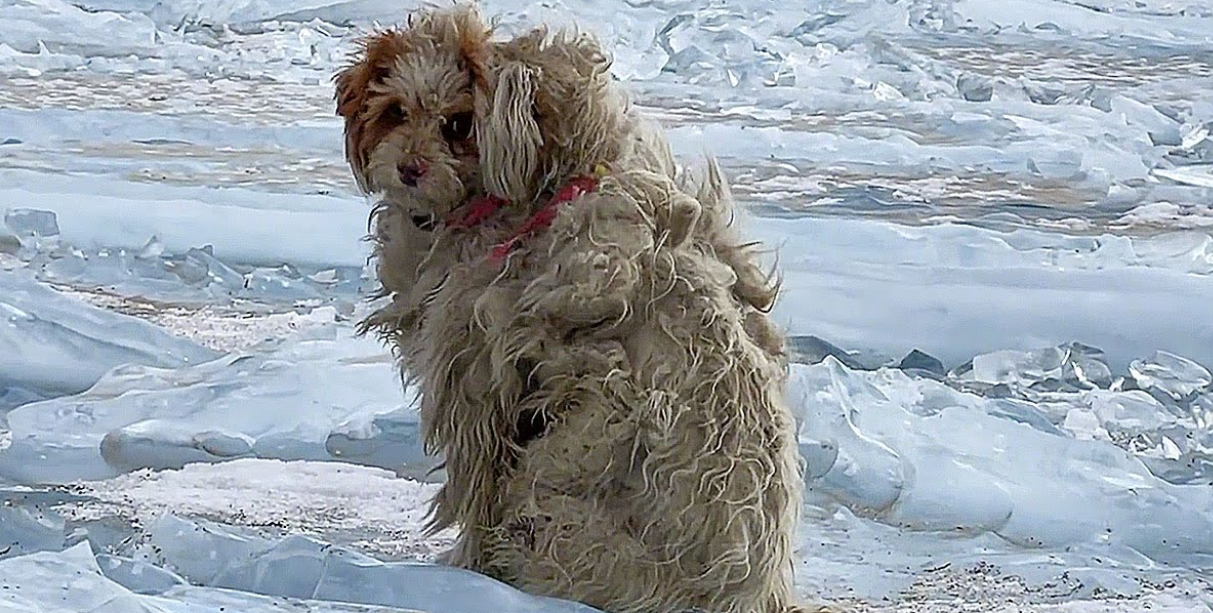 A Tibetan Woman Met a Fluffy Dog Who Blocked Her Way—Begging to Be Rescued!