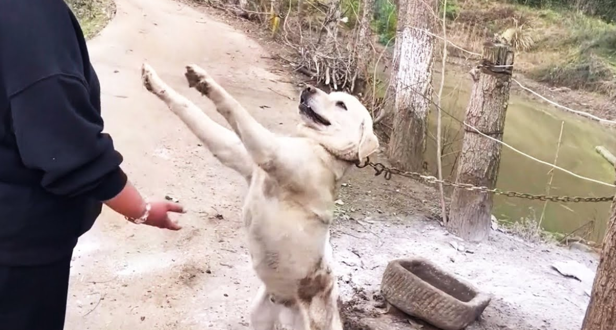 Chained for Life—This Dog Reached Out, Desperate for Love