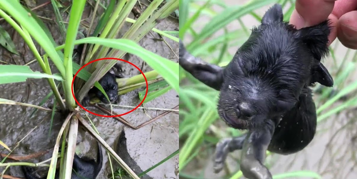 Left to Drown in a Ditch—But He Survived and Became a Happy, Handsome Boy!