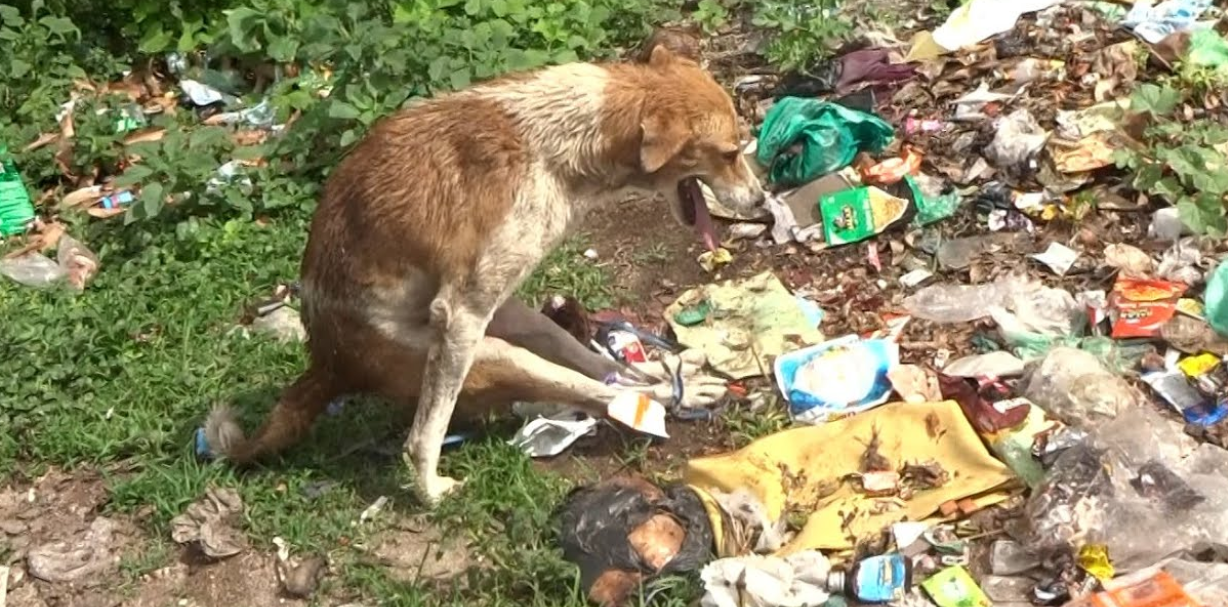 Paralyzed Dog Growled in Fear—But Love and Patience Changed Everything