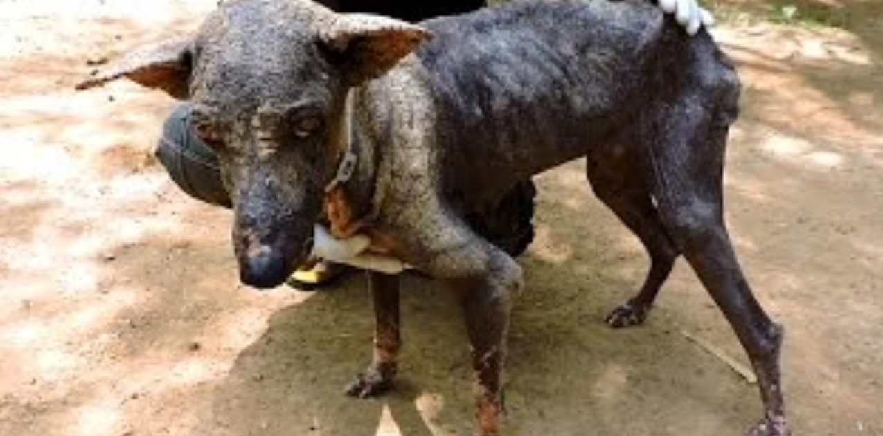 We Feared the Worst—But This Mange-Covered Dog Made a Stunning Recovery!
