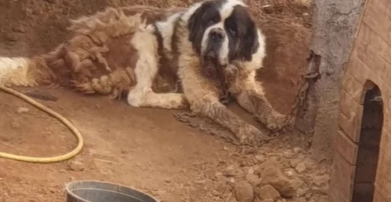 Chained for 8 Years Just to Give Birth—This Dog Begged for Freedom!