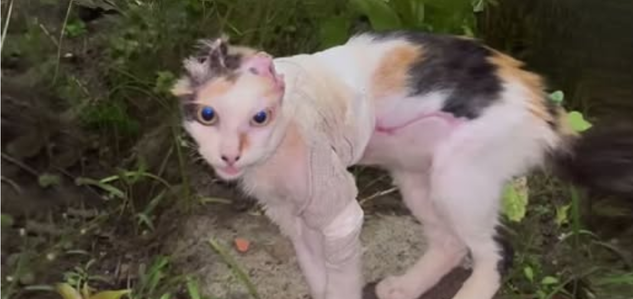 Horrifically Abused: Cat's Ear Mutilated by Its Own Owner
