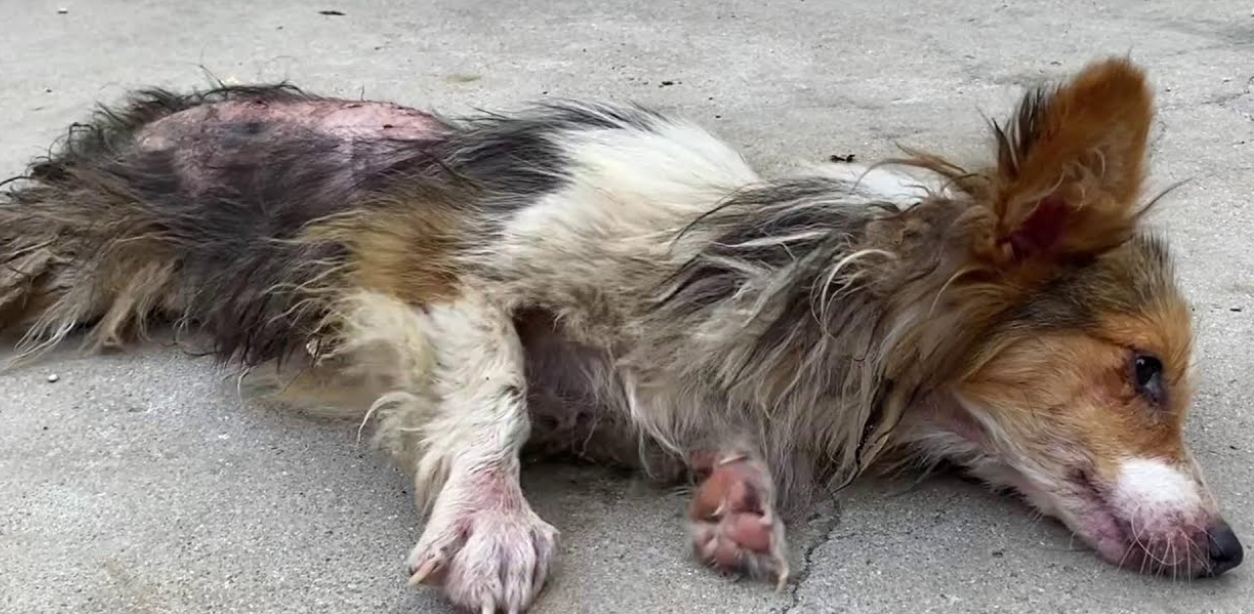 Dog Survived 8 Stab Wounds, Found Love—But Now Time Is Running Out