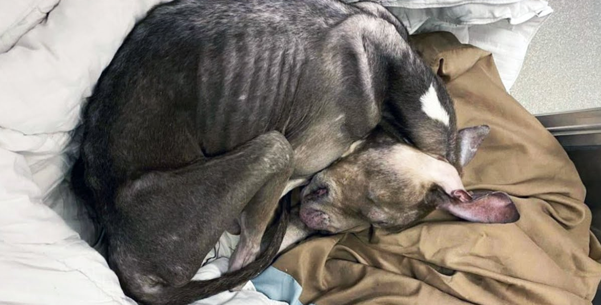 A Dying Dog Lay Helpless on a Los Angeles Street—Everyone Just Walked By!