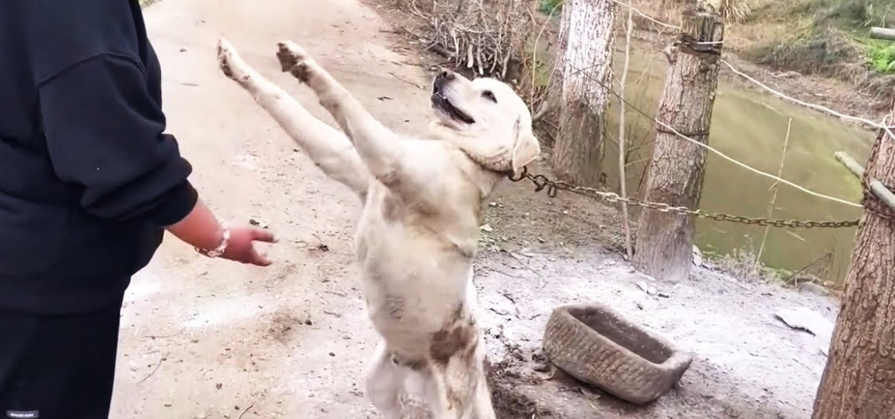 Chained for Life, This Dog Reached Out for Love—Desperate for a Second Chance
