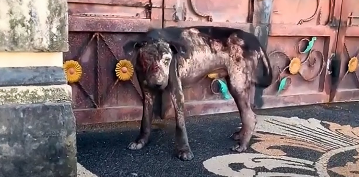 A Dying Stray Dog Knew His Time Was Short—So He Went to the Rescue Center for Help