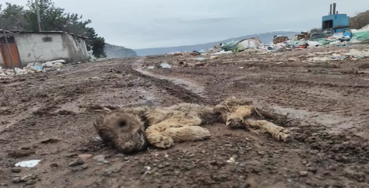 A 6-Year-Old Left Alone at a Scrap Pile by a Football Field