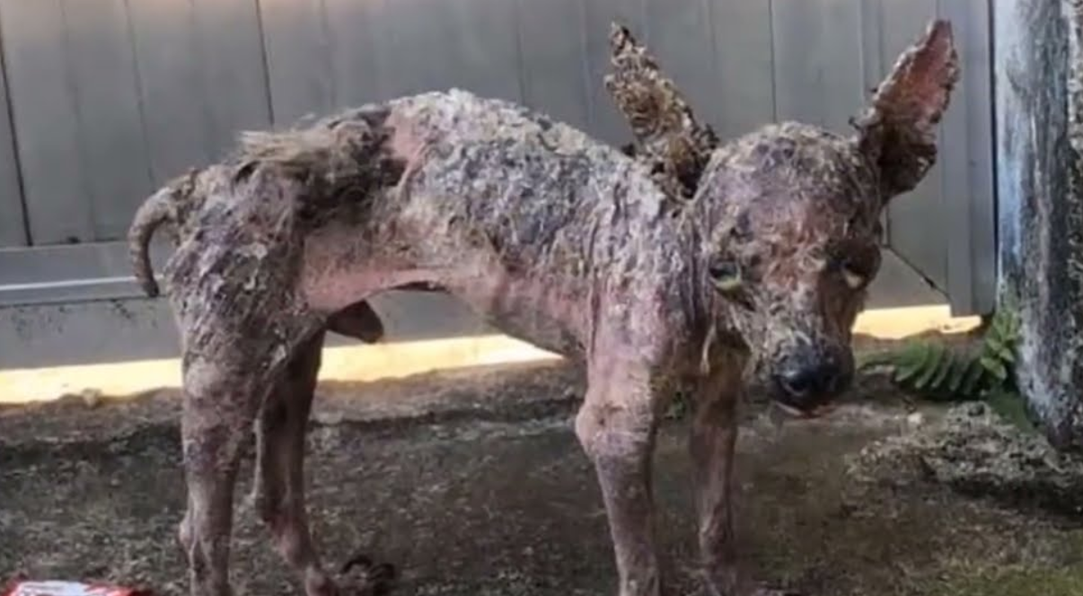 Cruel Owner Throws Hot Water on Puppy and Dumps It in the Street!