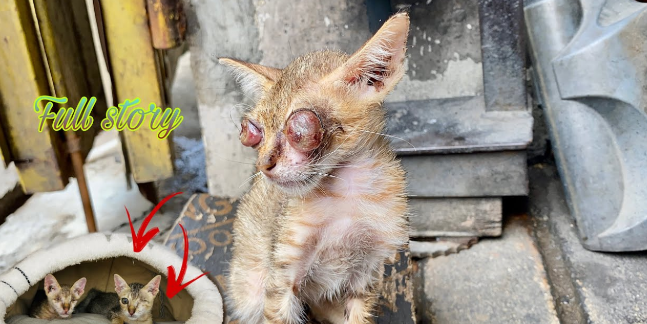 Two Stray Kittens with Severe Eye Issues: A Journey of Care and Hope