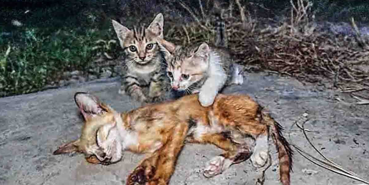 Mother Cat Lays Motionless, Waiting to Die; Kittens Beg for Help—Then a Miracle Happens!