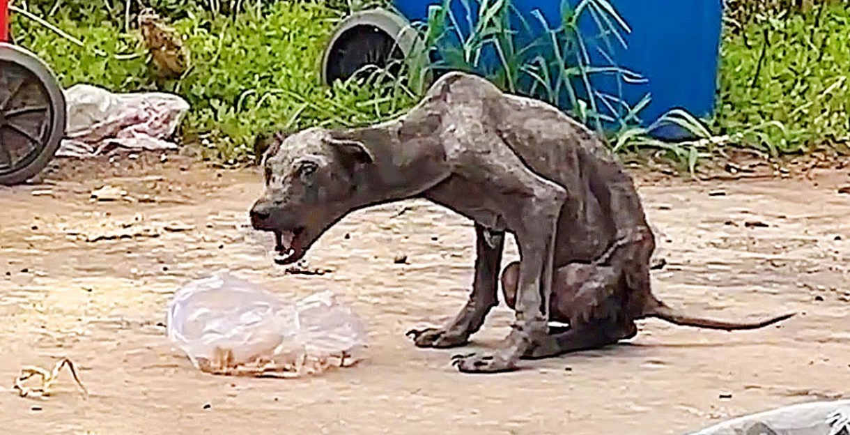 A Starving, Bat-Like Stray Transformed After a Year of Care from a Kind Woman