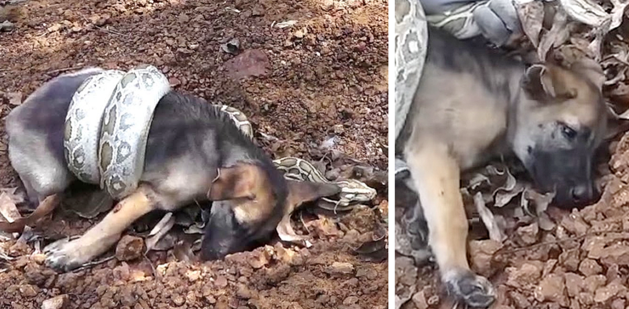 A Puppy's Heartbreaking Cry for Help After Snake Attack Sparks a Brave Rescue