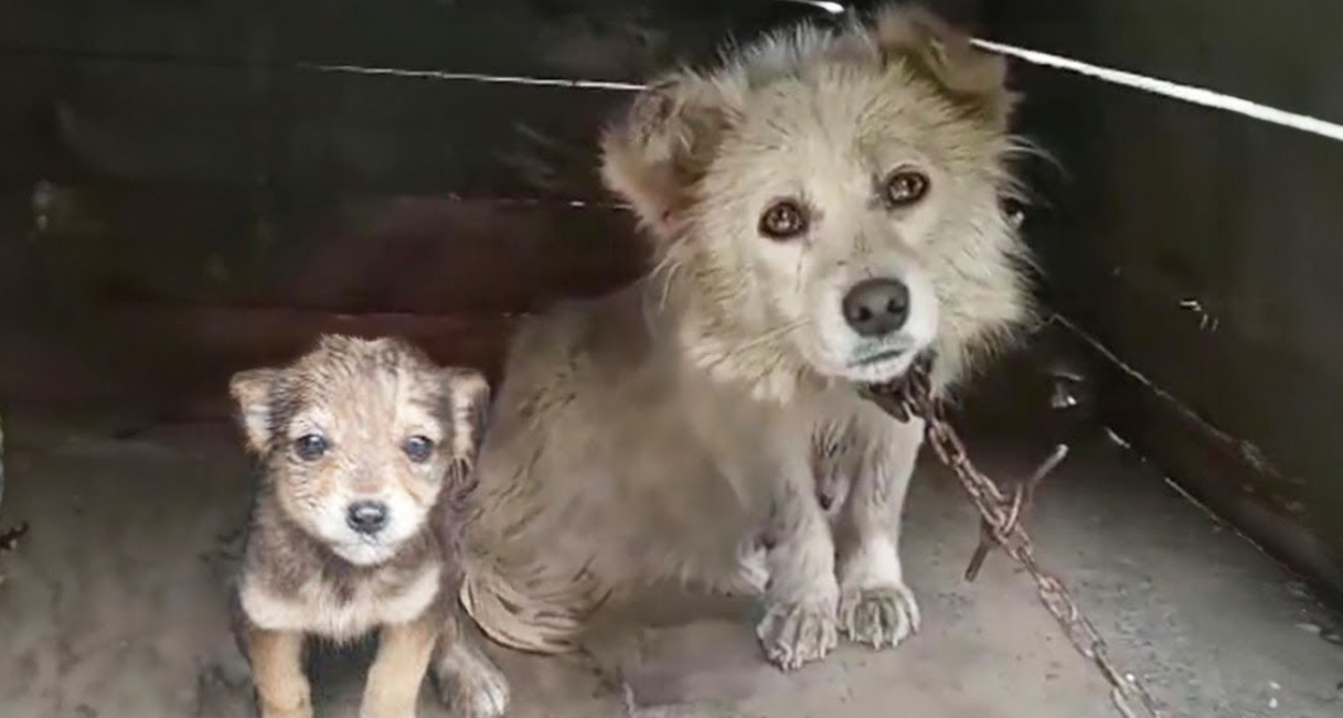 A Heartbroken Mom Begs: "Don't Let My Puppies Die"