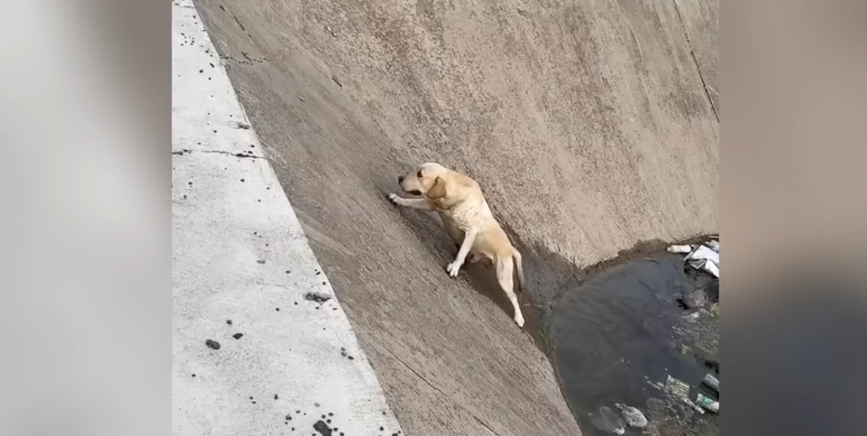 Terrified and Drenched, This Dog Couldn't Escape—Until a Hero Stepped In