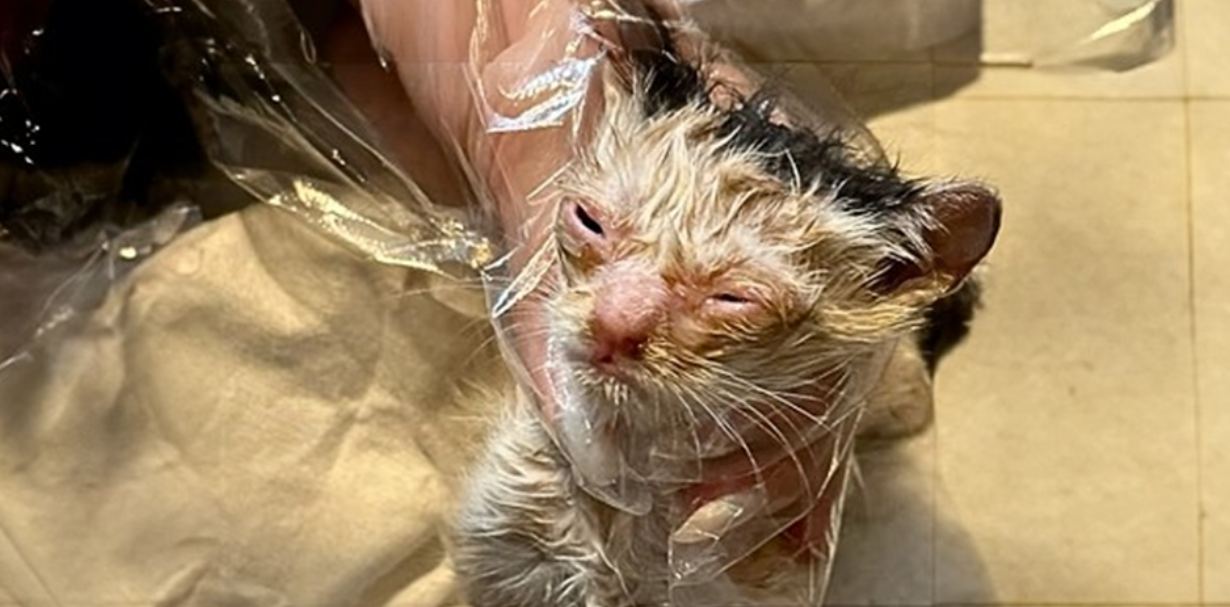 A soaked, frail kitten follows a passerby, desperately trying to get attention and hoping for rescue