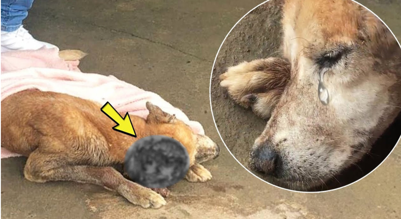 Abandoned and in Agony, This Brave Dog Fought to Survive With a Tumor No One Helped Treat