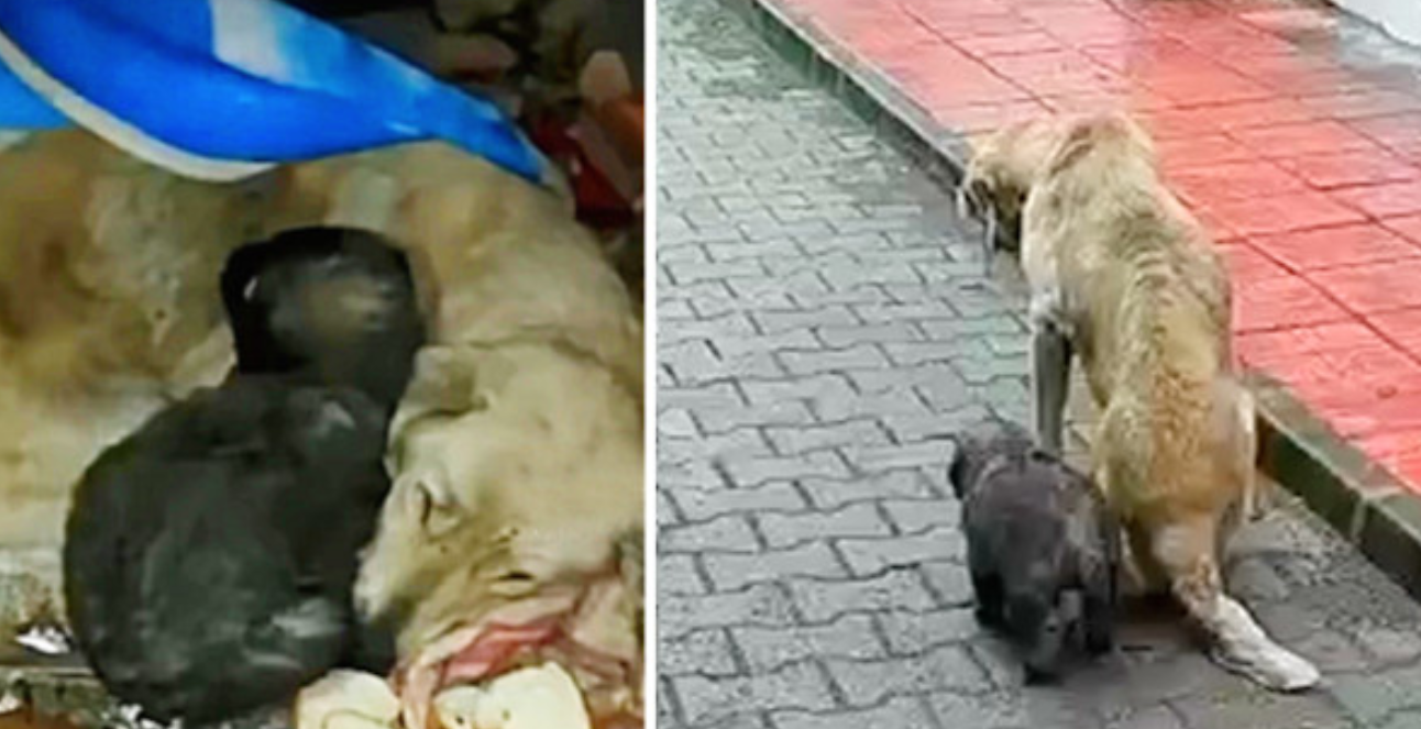 Beaten but Not Broken: A Mother Dog's Love Fights Through Cruelty to Save Her Babies