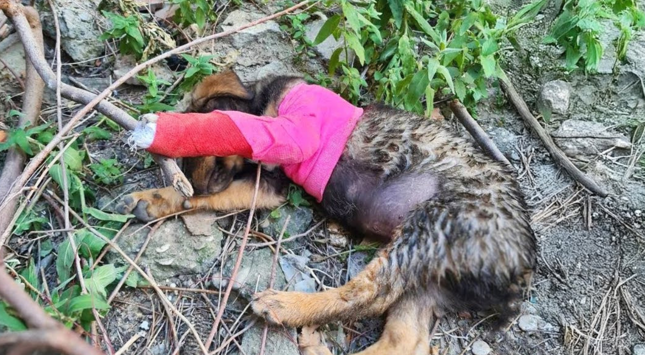 Alone and Crying in the Woods, This Abandoned Puppy Never Gave Up—and Love Finally Found Him