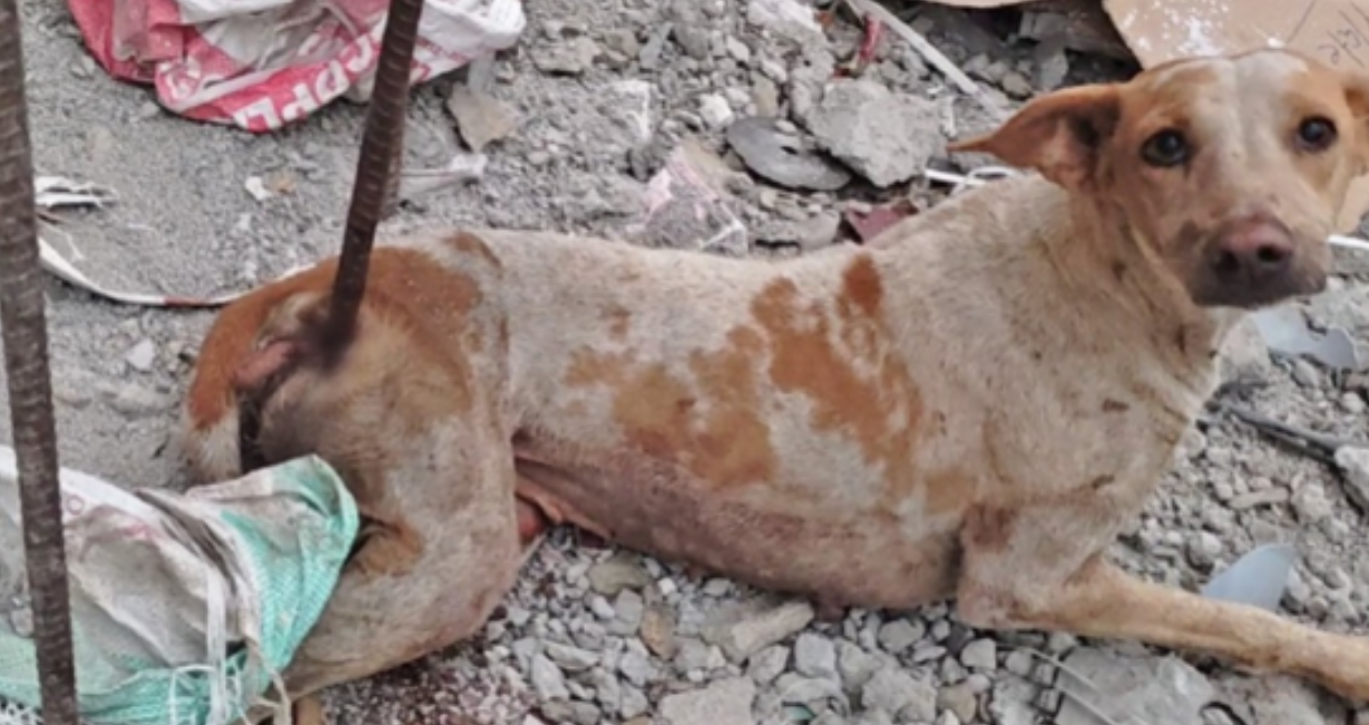 Stuck Behind Iron Bars, He's in Pain—But This Brave Dog Refuses to Give Up