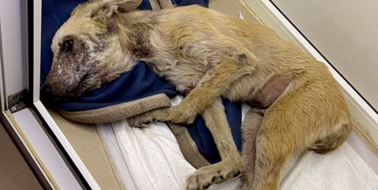 From Hopeless to Happy: Zippo's Incredible Rescue Story