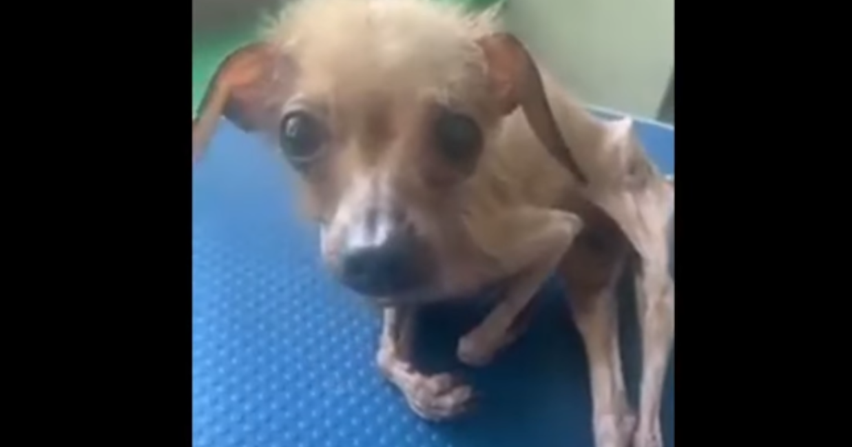 Skin and Bones, Barely Clinging to Life—Her Rescue Came Just in Time