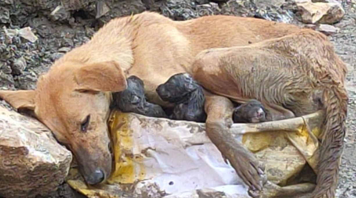 A Mother's Final Fight: Stray Dog Gives Birth in Ruins Before Her Rescue