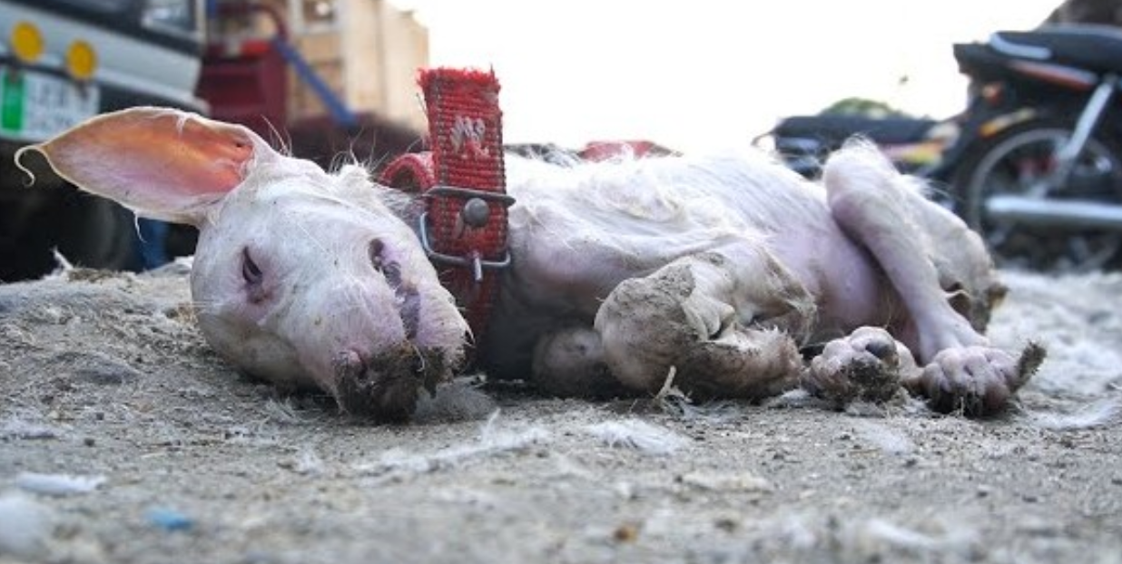 Abandoned and Terrified, This Dog's Struggle Sparks Outrage—and a Fight for Justice