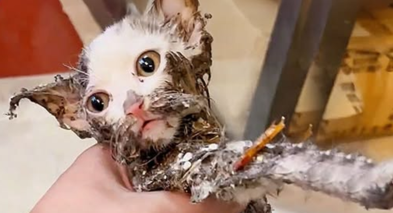 Thrown Away Like Trash, This Cat Was Stuck in a Glue Trap—It Took Three Oil Baths to Set Her Free