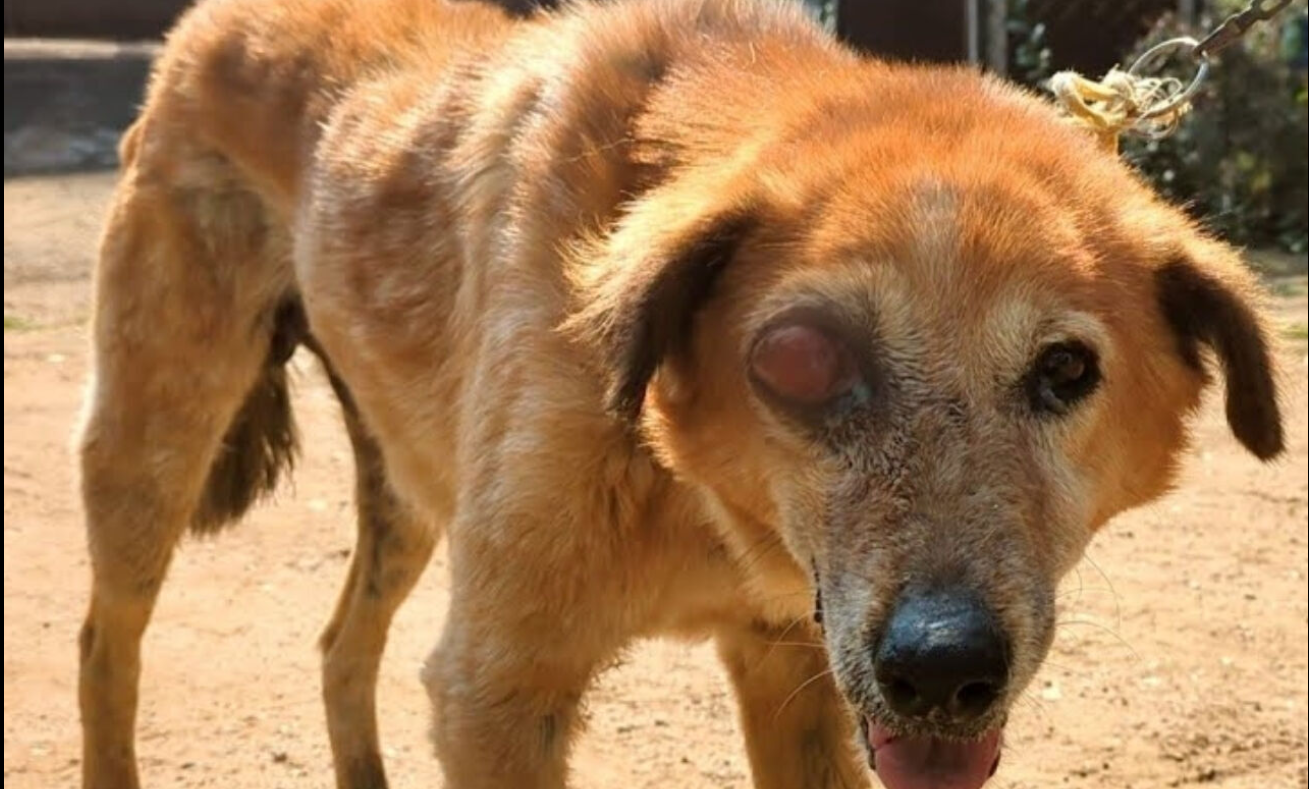 One-Eyed and Broken, This Brave Dog Found Love After a Roadside Tragedy