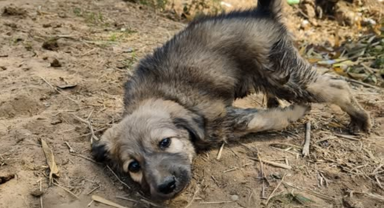 Adorable Stray Puppy with Deformed Front Legs Finally Finds Hope Through Rescue