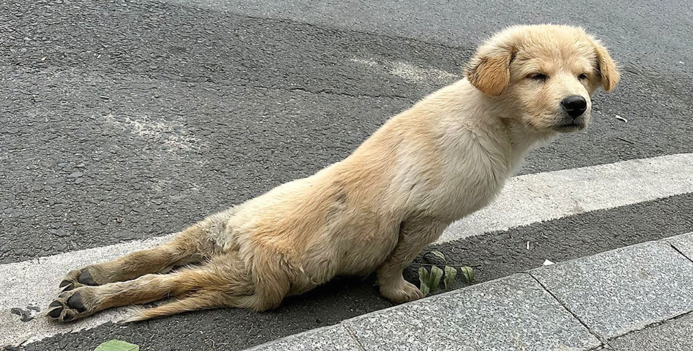 With a Broken Leg but Unshakable Spirit, This Brave Dog Went Looking for Help