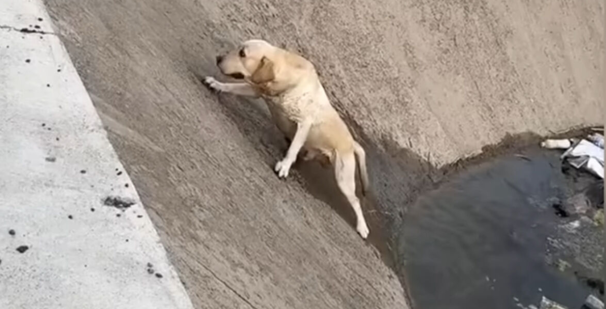 Trapped and Slipping into Water, This Dog Was Losing Hope—Then a Hero Stepped In
